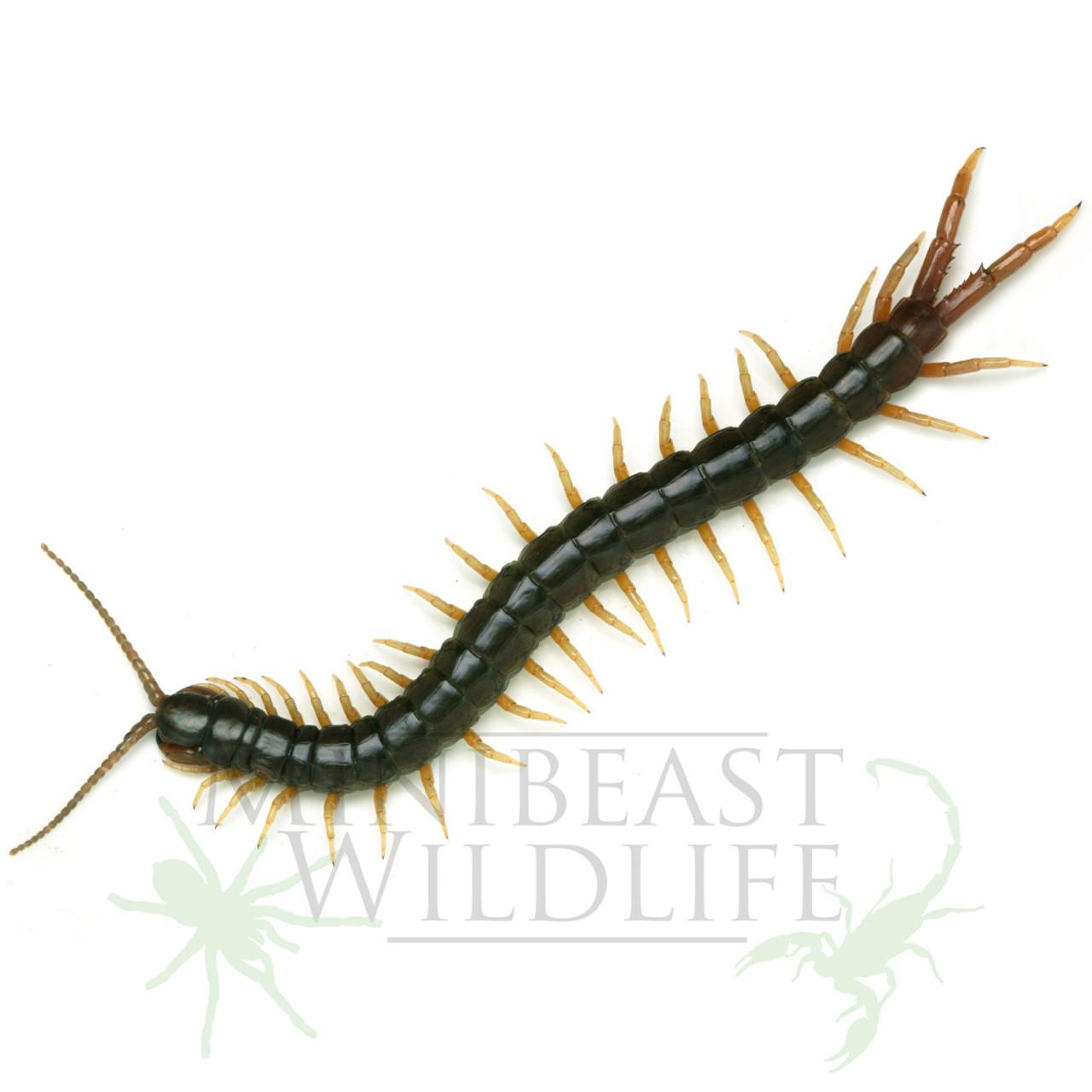 Centipedes and Millipedes